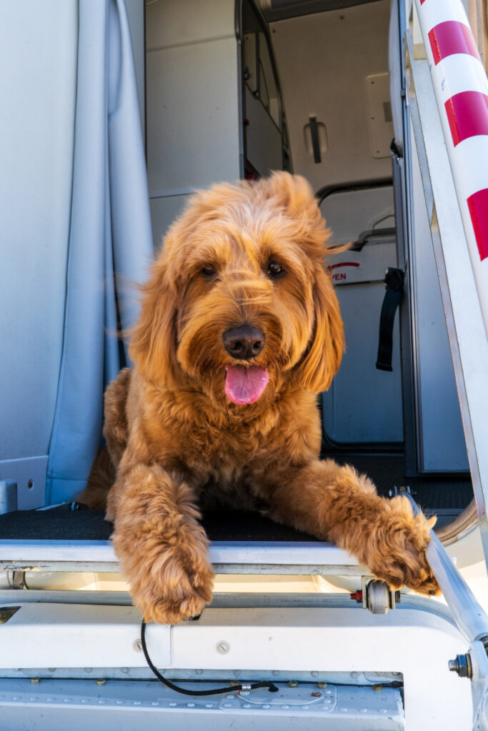 A Goldendoodle looking out from a semi-private airplane