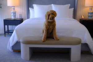 A large Goldendoodle sitting on a tan bench at the foot of a white luxury hotel ded