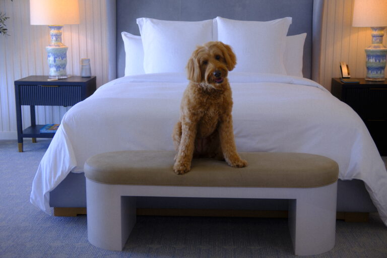 A large Goldendoodle sitting on a tan bench at the foot of a white luxury hotel ded