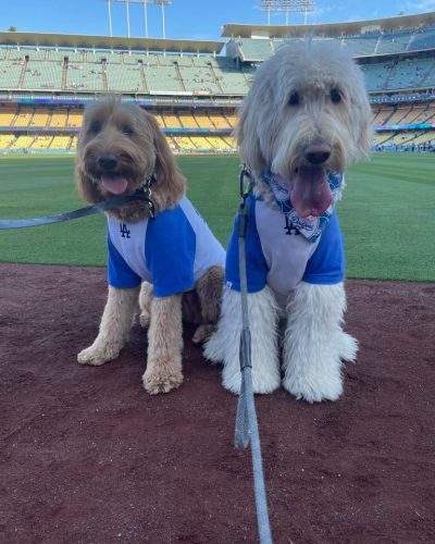 Golden Doodle at a luxury dog-friendly event in Los Angeles