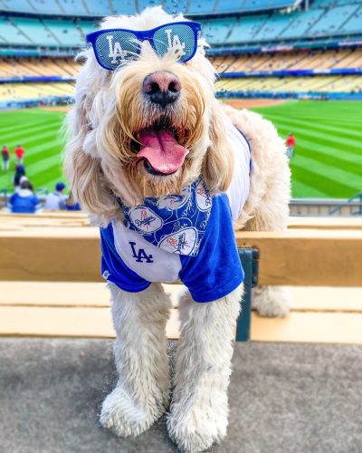 Doodle wearing LA Dodgers gear