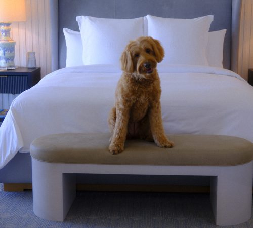 A large Goldendoodle sitting on a tan bench at the foot of a white luxury hotel ded