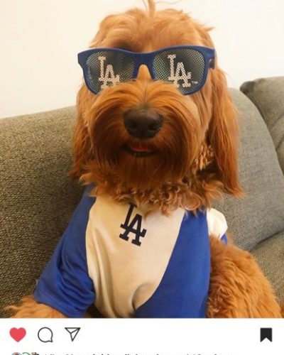 Doodle wearing LA Dodgers gear