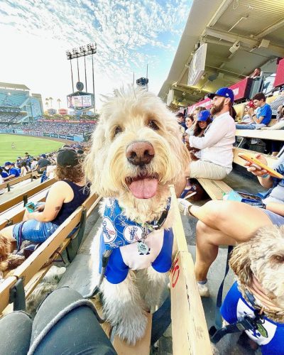 Doodle wearing LA Dodgers Bandana